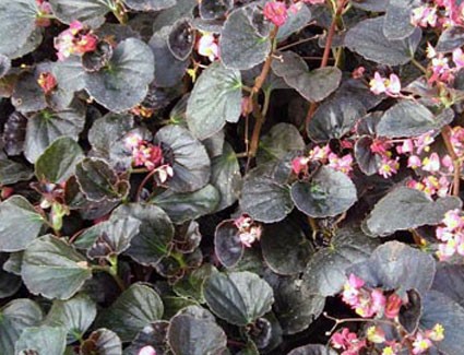 B. ‘Kaylen’